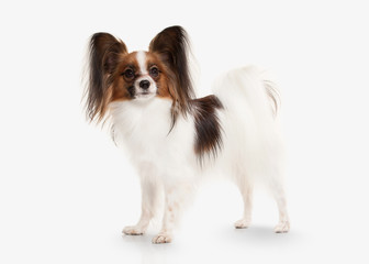 Dog. Papillon puppy on a white background