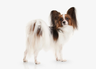 Dog. Papillon puppy on a white background
