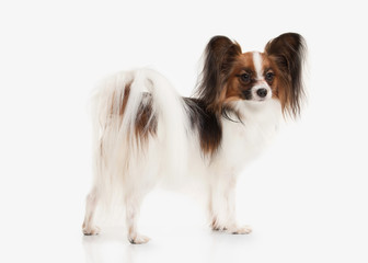 Dog. Papillon puppy on a white background