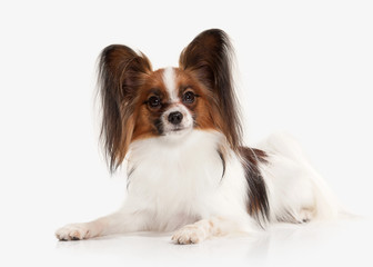 Dog. Papillon puppy on a white background