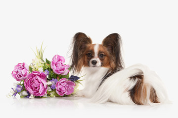 Dog. Papillon puppy on a white background
