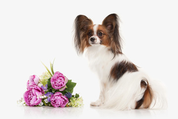 Dog. Papillon puppy on a white background