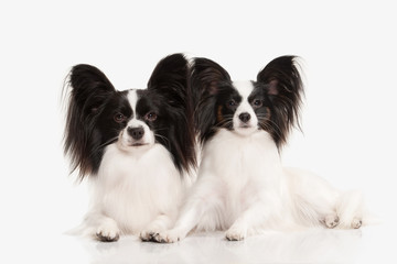 Dog. Papillon puppy on a white background