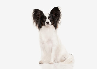 Dog. Papillon puppy on a white background