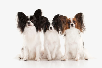 Dog. Papillon puppy on a white background