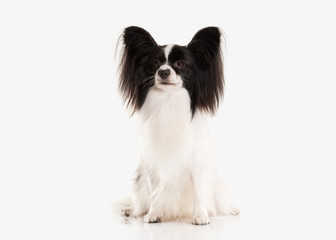 Dog. Papillon puppy on a white background