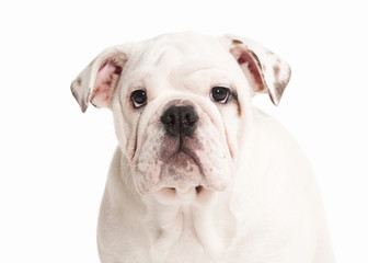 Dog. Papillon puppy on a white background