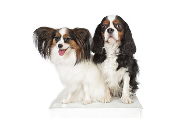 chiens épagneul papillon et cavalier king Charles