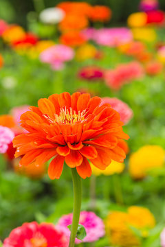 Orange Zinnia