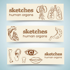 human organs in sketches style set. Vector illustration vertical