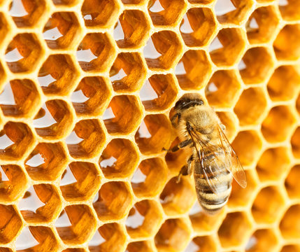 Bee in honeycomb