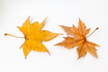 Obraz premium yellow leaves in autumn