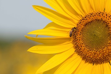 Bee on Sunflower. Sunflower field in Ontario, Canada