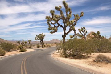 Fototapeta na wymiar Scenic road through Joshua Tree National Park, California, USA