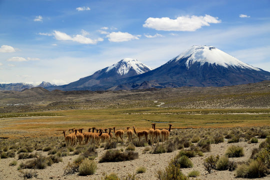 Payachata volcanic group at Lauca National Park, Chile