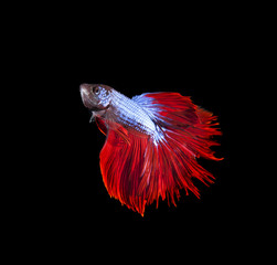 Obraz na płótnie Canvas thai red betta fighting fish top form isolated on black