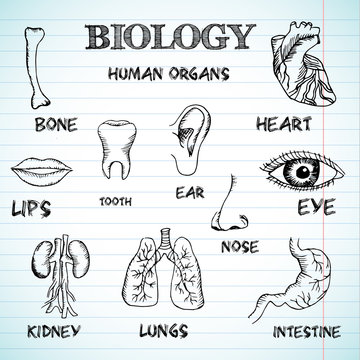 human organs in sketches style set. Vector illustration backgrou