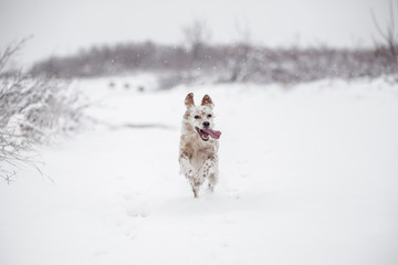Happy Dog running through the snow