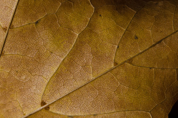 Nature Abstract - Epidermis Cells and Veins of a Dying Leaf