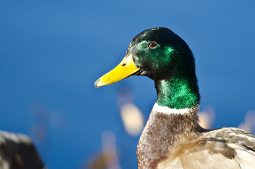 Profile of a Male Mallard Duck