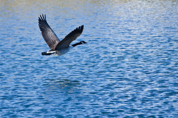 Canada Goose Flying Over the Lake