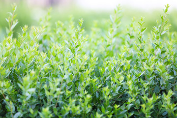 Beautiful green bush close up