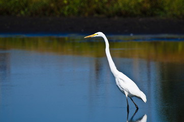 Great Egret Hunting for Fish in Autumn