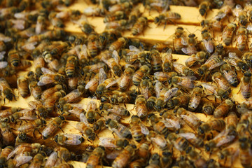 Honey Bees in their Hive