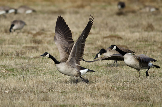 Canada Geese Taking to Flight from an Autumn Field