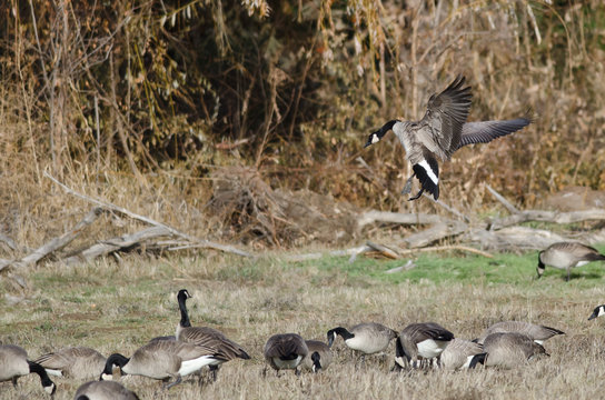 Canada Geese Landing in an Autumn Field