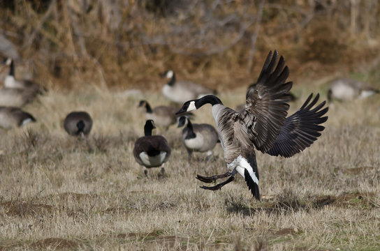 Canada Geese Landing in an Autumn Field