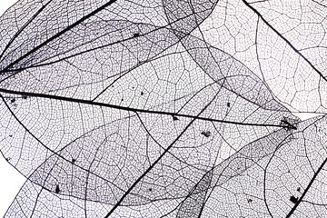 Fond de feuilles de squelette décoratif