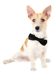 Funny little dog Jack Russell terrier with bow tie, isolated