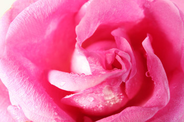 Obraz premium Beautiful pink rose close-up