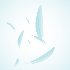 Fototapeta premium feather