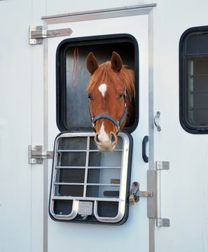 Fototapeta Horse portrait.