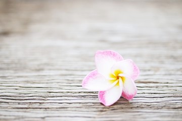 Frangipani flower on wooden table