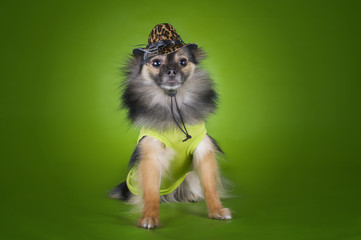 little puppy in a suit isolated on a green background
