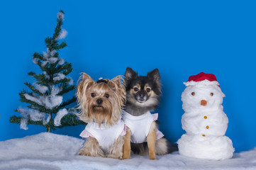 yorkshersky Terrier and Pomeranian winter background with snowma