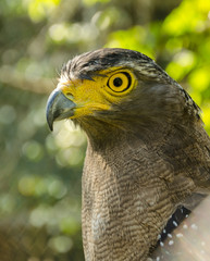 Spilornis cheela at wildlife domestic station in Thailand