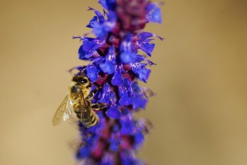 Biene auf Wildblume