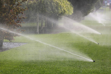 Irrigation System Watering the Trees Automatically