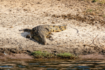 Portrait of a Nile Crocodile