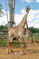 Giraffe in zoo © kedsirin