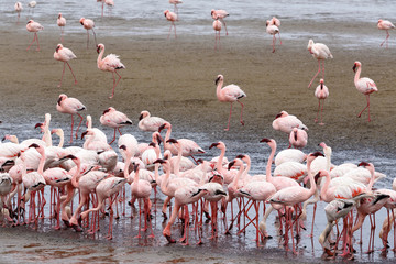 Fototapeta premium Rosy Flamingo colony in Walvis Bay Namibia