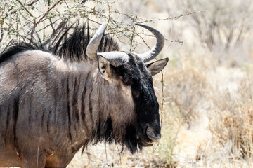 portrait of A wild Wildebeest Gnu