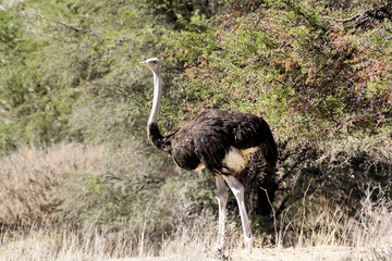 Ostrich Struthio camelus, in Namibia
