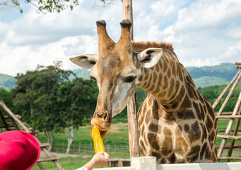Giraffe in zoo eat carrots from hand