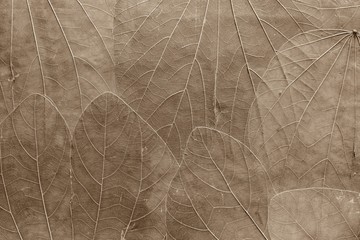 background from leaves of pale brown color
