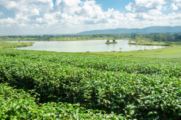 tea plantation at Singha Park,Chiang Rai Thailand